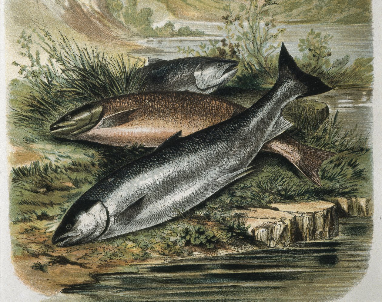 Salmons. Metszet F. Padro rajza után. Metszet alkotó: F. (after) Padro