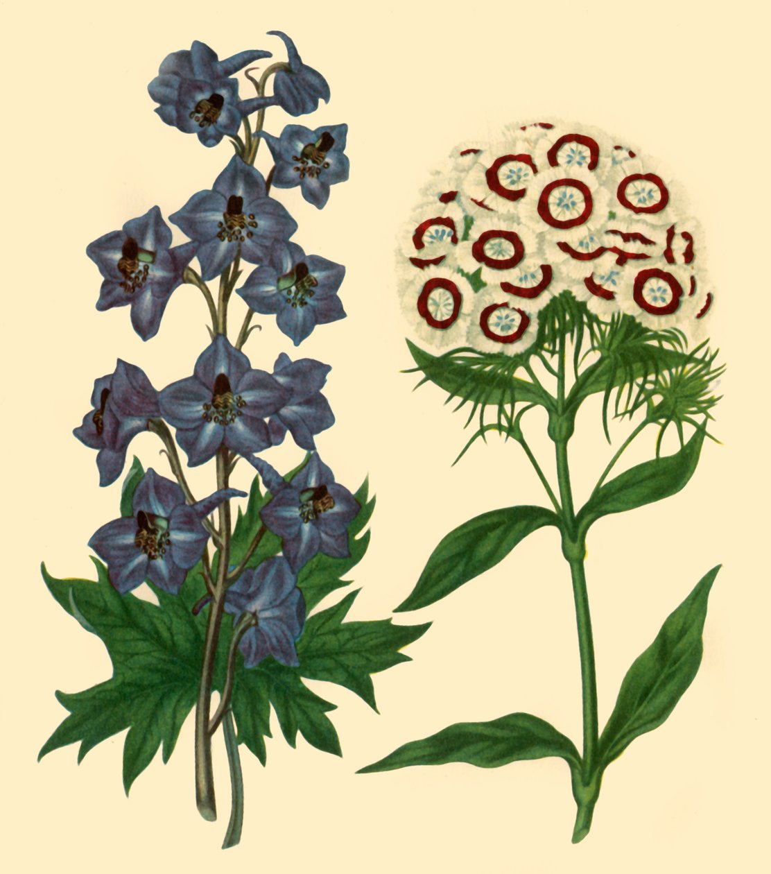 „Larkspur és Sweet William: Delphinium elatum és Dianthus barbatus”, 1805, 1946. alkotó: F Sansom