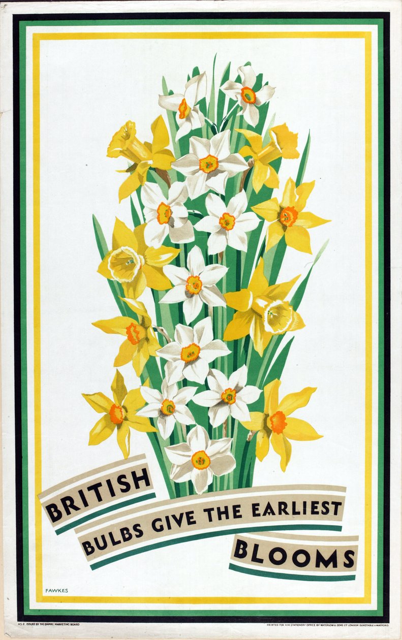 A brit hagymák virágoznak a legkorábban a „British Bulbs for Home Gardens” sorozatból (színes litho) alkotó: Fawkes Fawkes