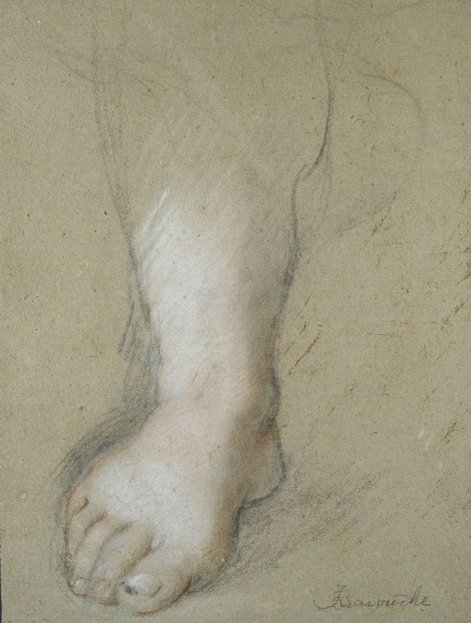 Egy láb tanulmánya (fekete, piros, rózsaszín és fehér kréta szürkés papíron) alkotó: Federico Barocci