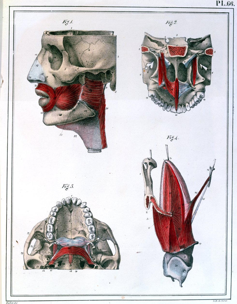 A torok és az állkapocs anatómiája, Jules Cloquet (1790-1883) "Manuel d