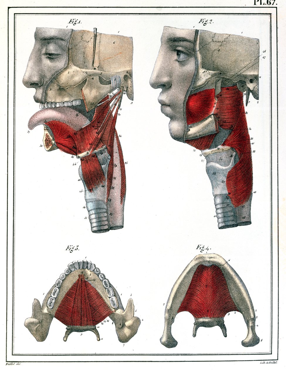 A torok és az állkapocs anatómiája, Jules Cloquet (1790-1883) „Manuel d