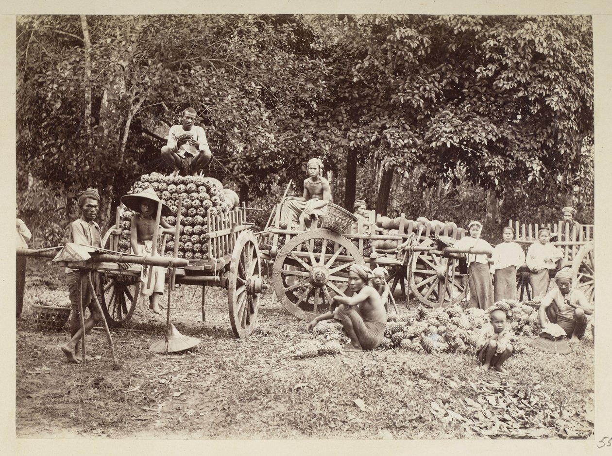 Betakarított ananász kocsikra rakása, Burma, Elgin Collection: „Autumn Tour 1898” (f/w fotó) alkotó: Felice Beato