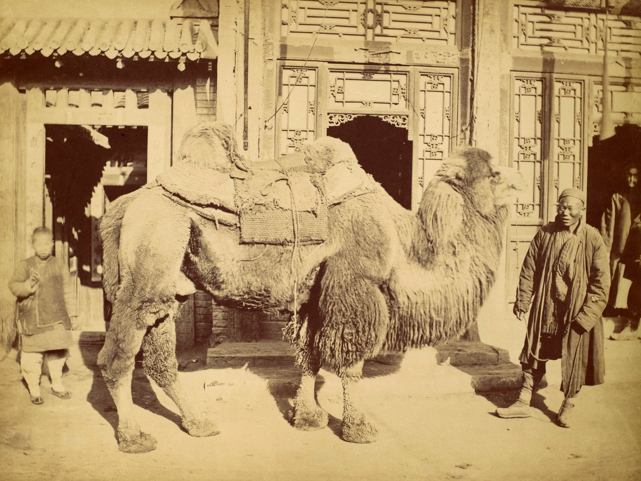 Baktriai teve kezelővel, 1860 körül (mélynyomás) alkotó: Felice Beato