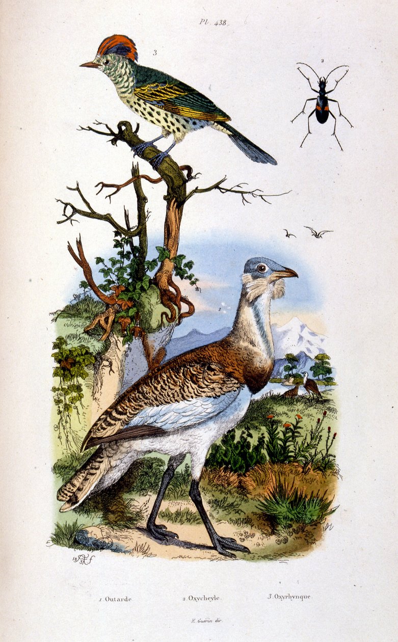 F. E. Guerin botanikai és zoológiai illusztrációja. A Dictionnaire pittoresque d