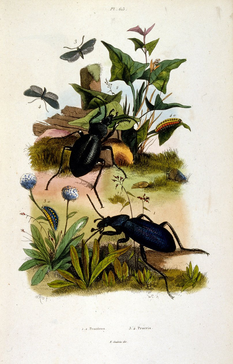 F. E. Guerin botanikai és zoológiai illusztrációja. A Dictionnaire pittoresque d