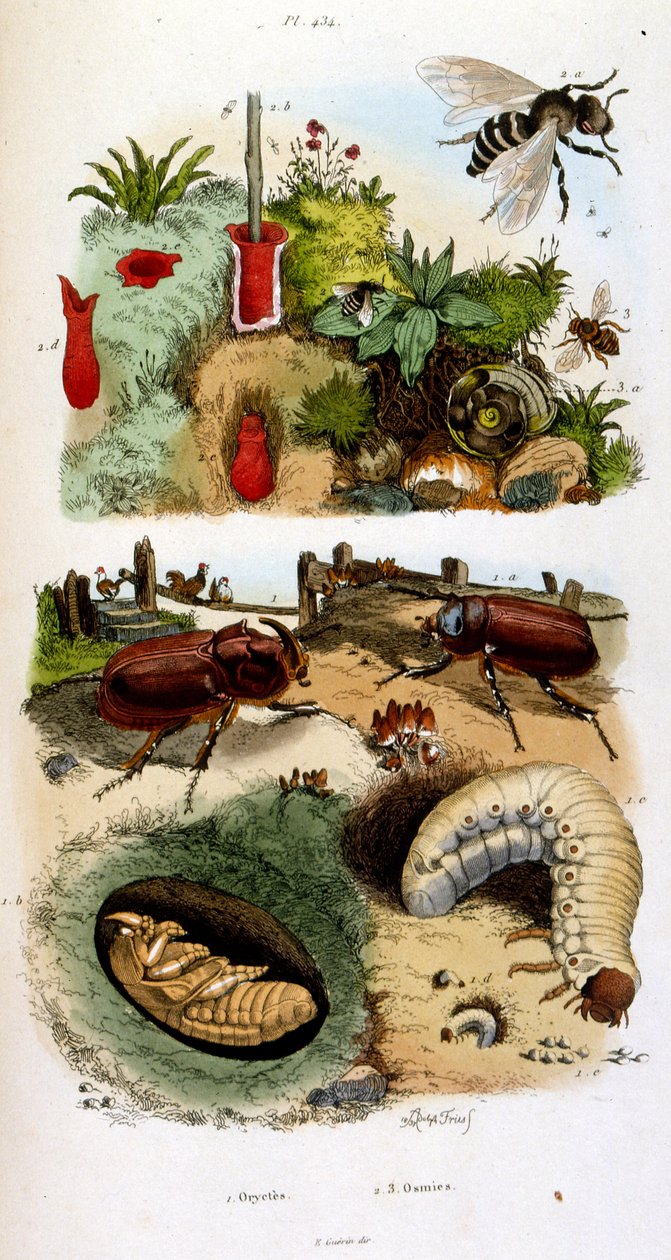 F. E. Guerin botanikai és zoológiai illusztrációja. A Dictionnaire pittoresque d