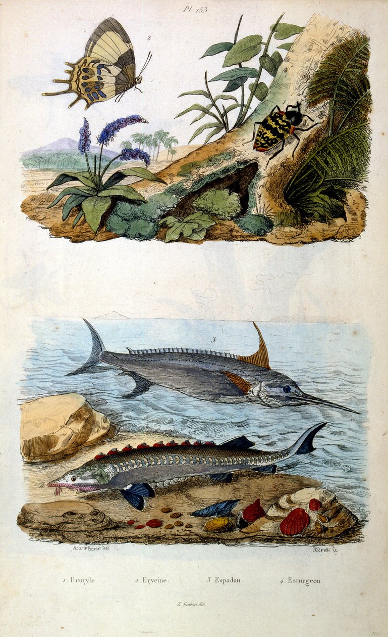 F. E. Guerin botanikai és zoológiai illusztrációja. A Dictionnaire pittoresque d