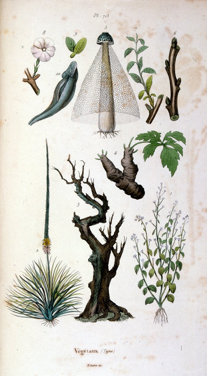 F. E. Guerin botanikai és zoológiai illusztrációja. A Dictionnaire pittoresque d