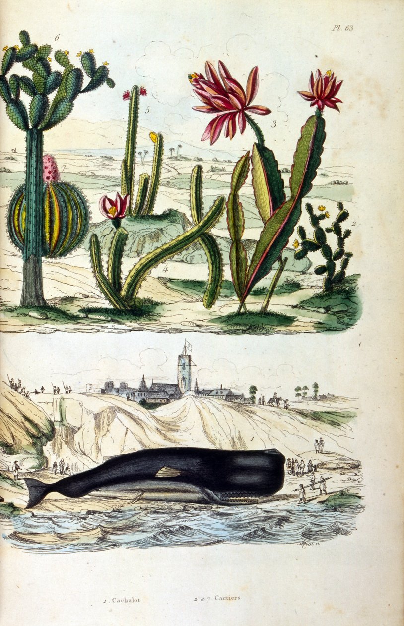Illusztráció kaktuszokról és egy partra vetett bálnáról, "Picturesque Dictionary of Natural History and Natural Phenomena" 19. (metszet) alkotó: Felix Edouard Guerin