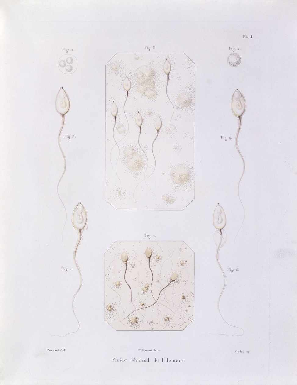 Seminális folyadék, Theorie Positive de lOvulation Spontanee et de la Fecondation des Mammiferes et de lEspece Humaine, Felix-Archimede Pouchet (1800-72) vésette Oudet, Párizs, 1847 (színes eng. alkotó: Felix Archimede Pouchet