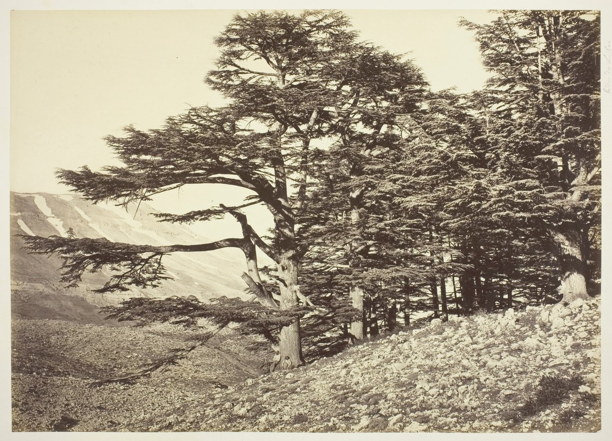 Libanon cédrusai alkotó: Félix Bonfils