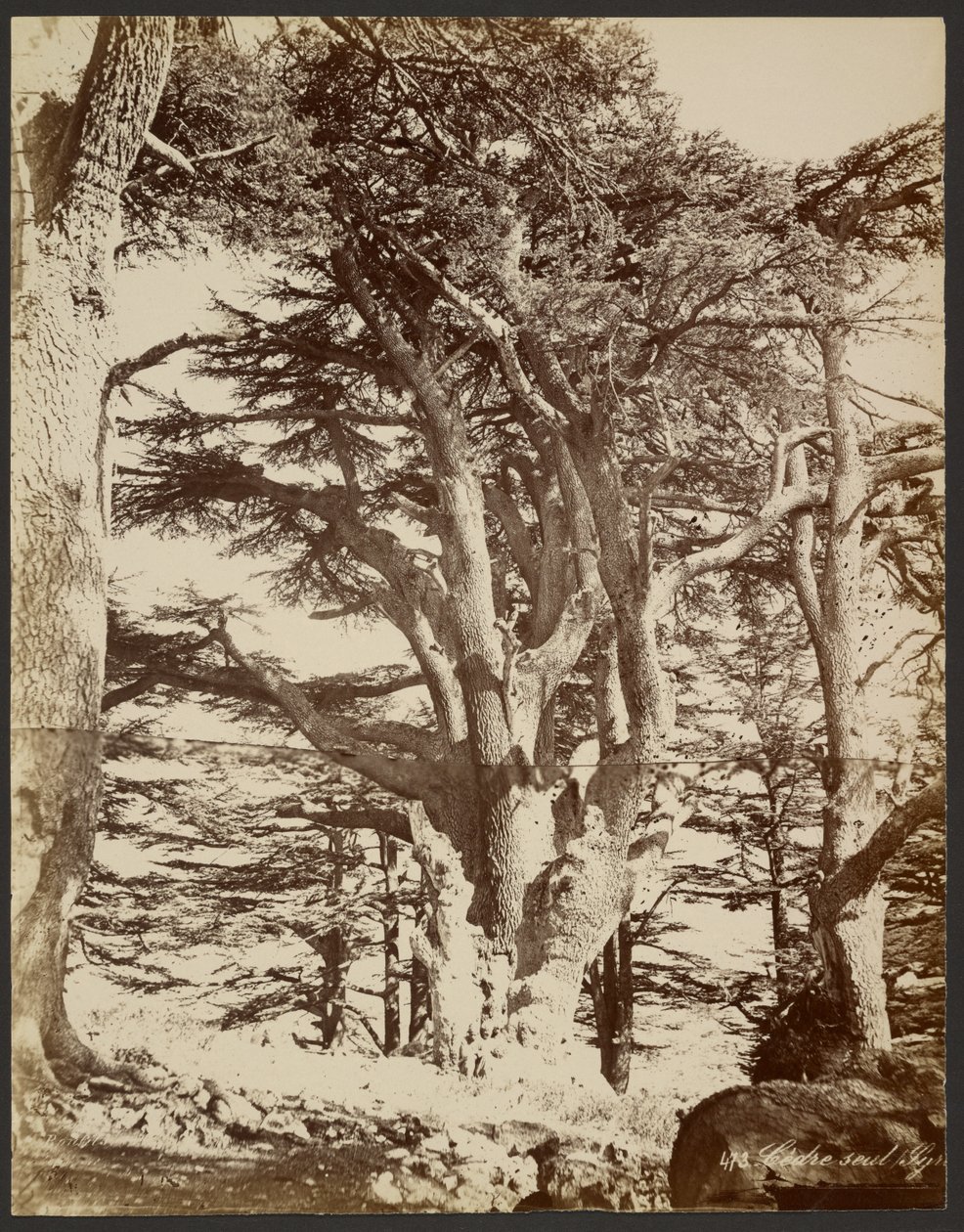 Magányos cédrus, Türosz alkotó: Félix Bonfils