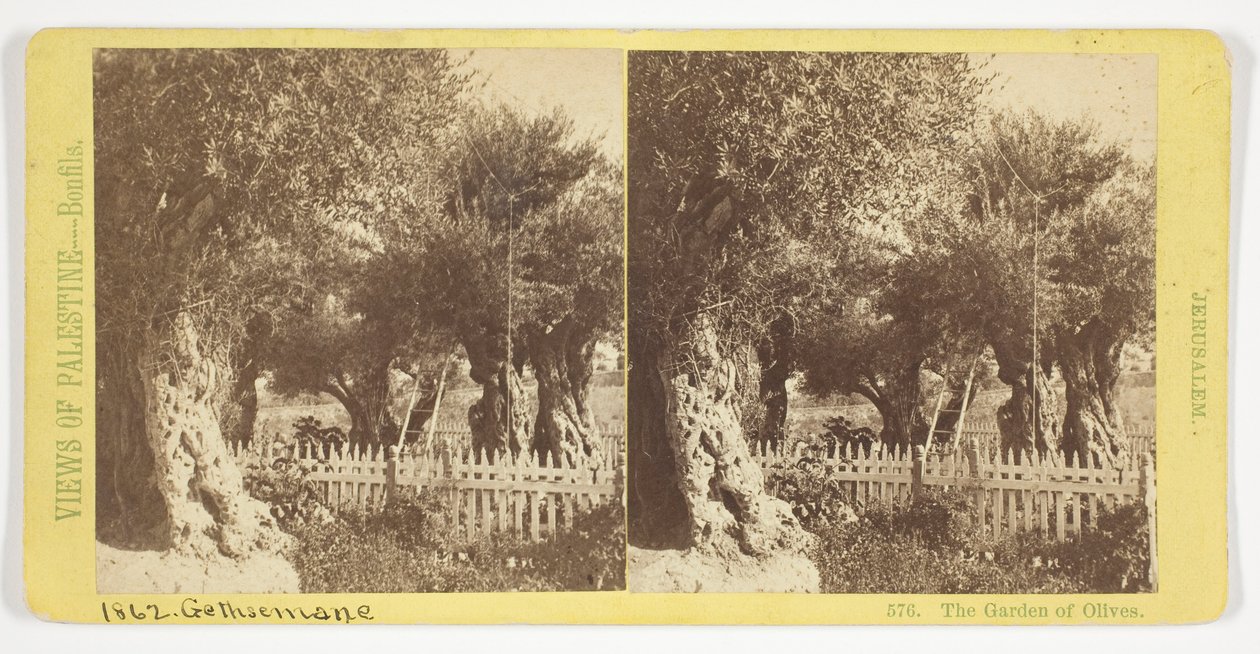 Der Garten der Oliven, Jerusalem, Nr. 576 aus der Serie "Ansichten von Palästina" alkotó: Félix Bonfils