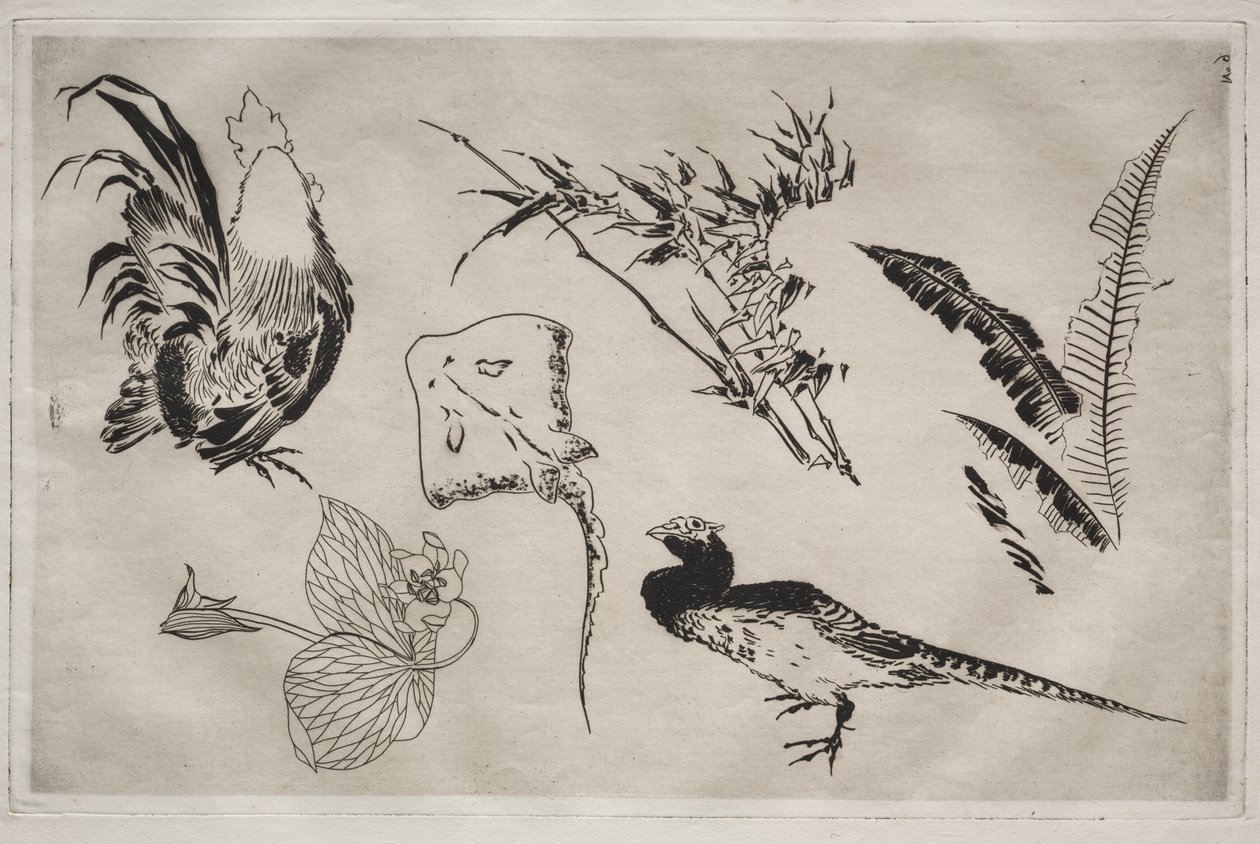 Vacsora (Rousseau szolgáltatás): Kakasok, rája, növények stb. (9. sz.) alkotó: Felix Bracquemond