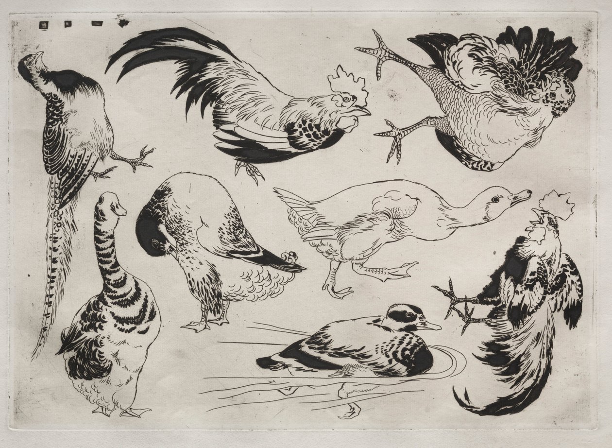 Vacsora Rousseau szolgáltatás: Kakasok, kacsák stb. sz. 1866. 13. alkotó: Felix Bracquemond