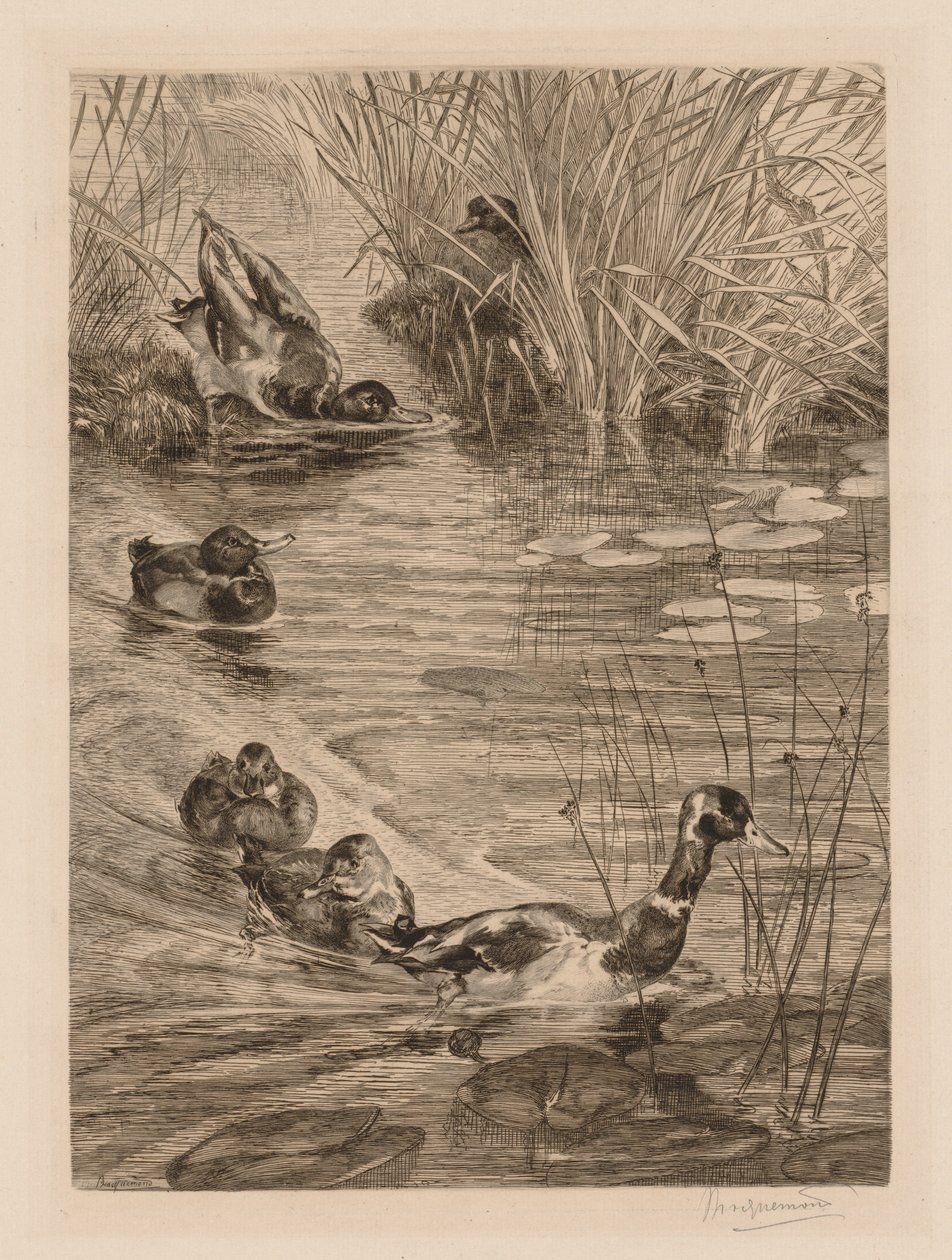 Kacsák játékban, c. 1870. alkotó: Felix Bracquemond