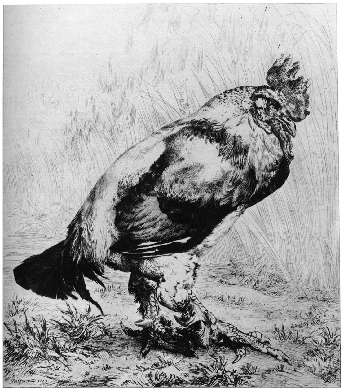 A kakas, 1850-1910, 1924. alkotó: Felix Bracquemond
