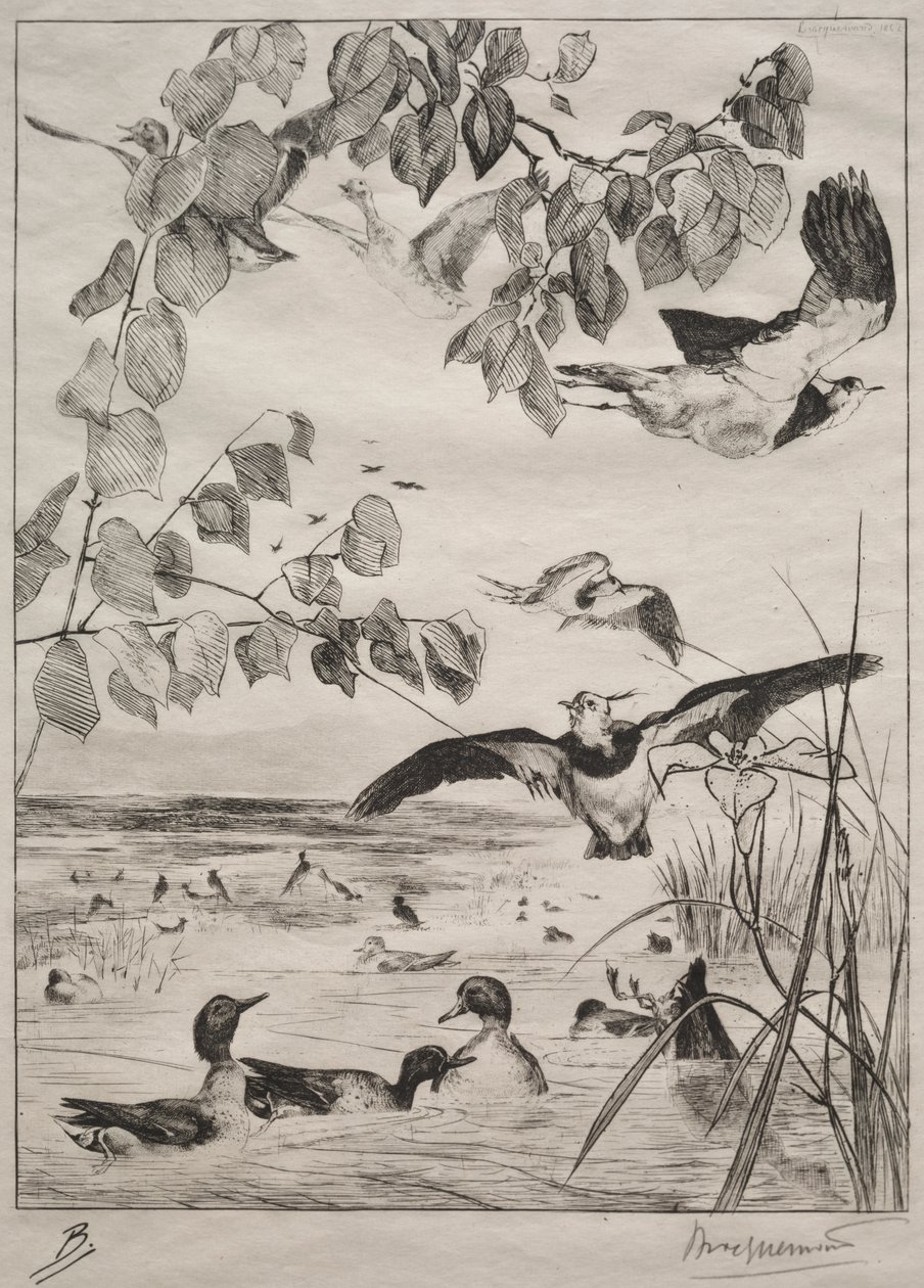 Lapwings és Teals alkotó: Felix Bracquemond