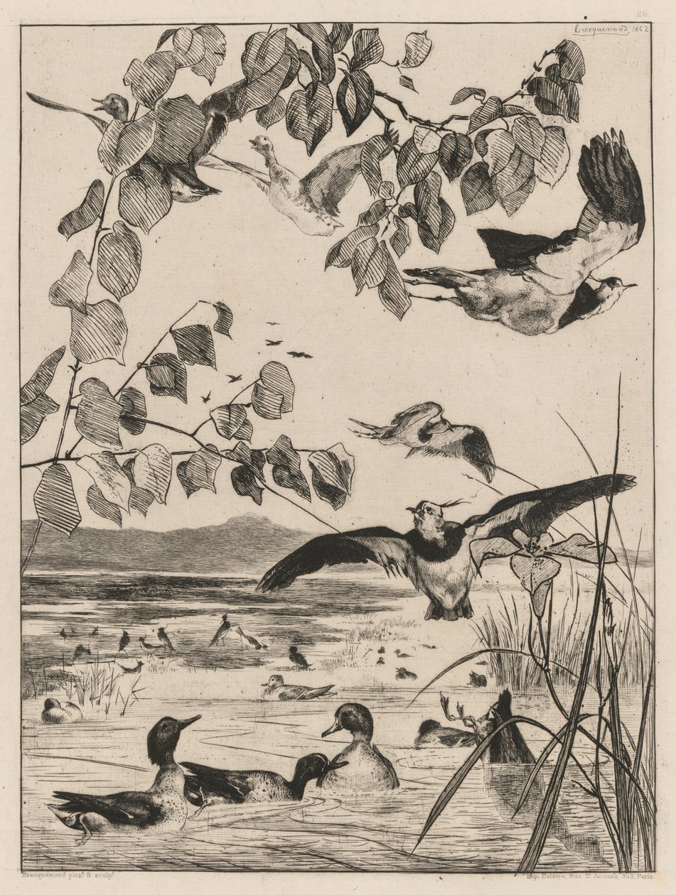 Lapwings and Teals, 1862. alkotó: Felix Bracquemond