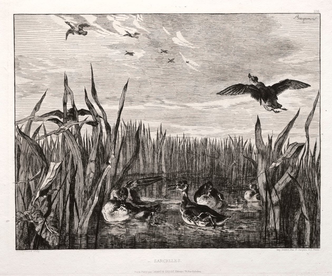 Teals, 1853 nyomtatott 1864. alkotó: Felix Bracquemond