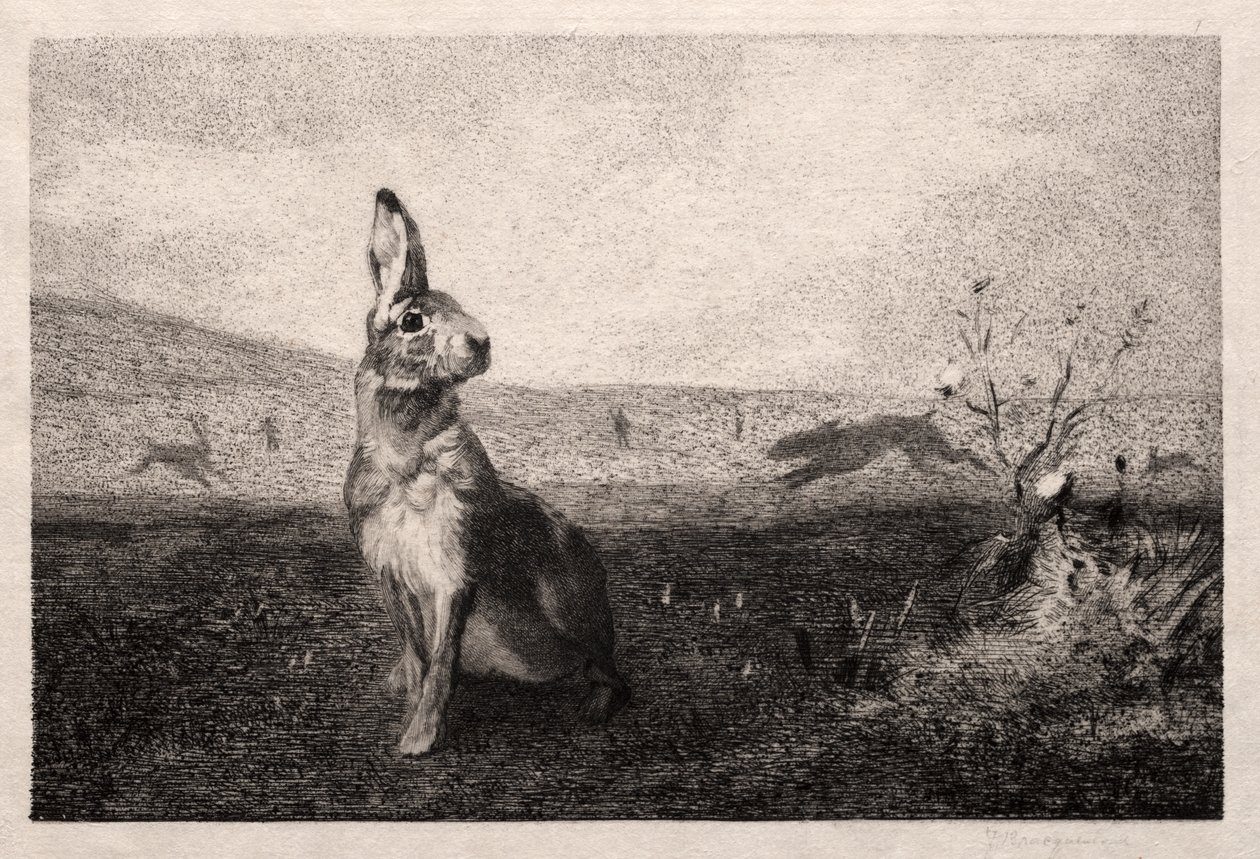A nyúl (A. de Balleroy nyomán) alkotó: Felix Bracquemond