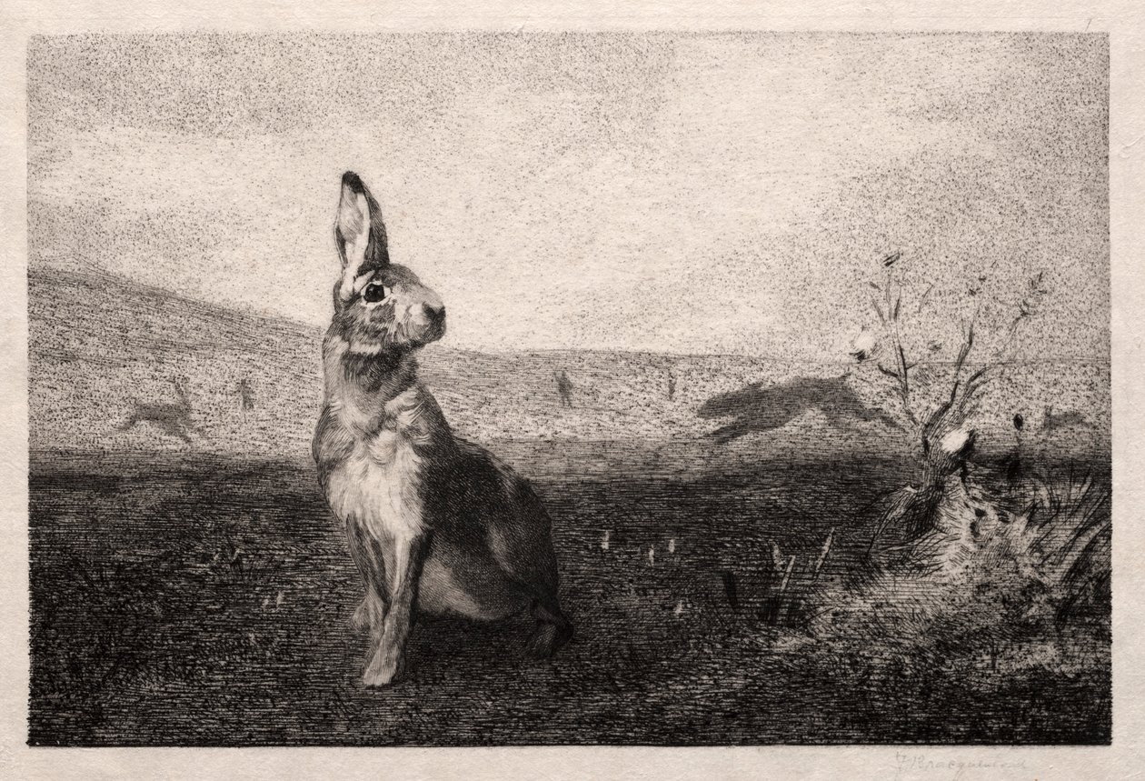 A nyúl A. de Balleroy után, 1865. alkotó: Felix Bracquemond