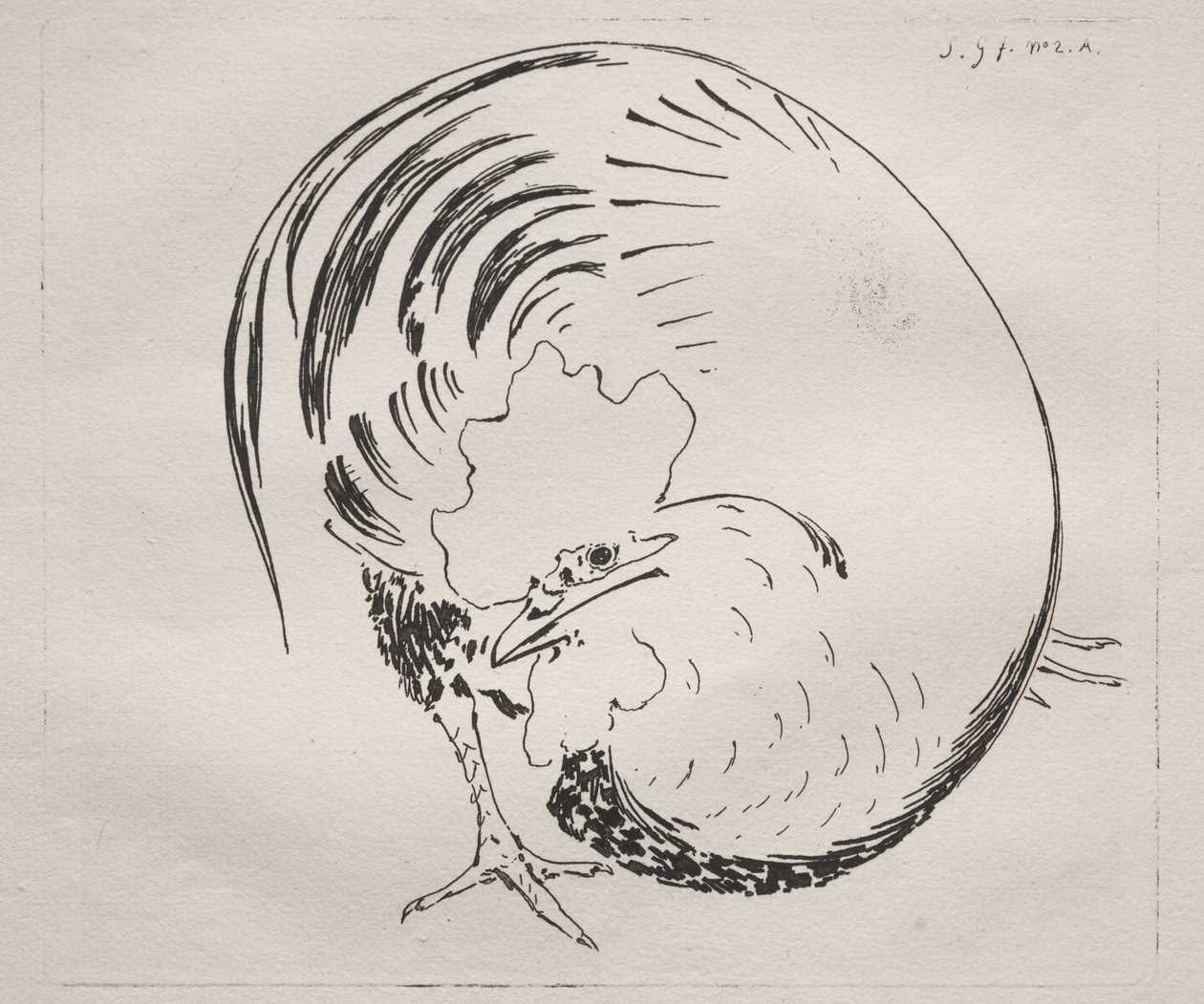 A nagy tüzelésű szolgálat: Rooster (ellenálló) alkotó: Felix Bracquemond