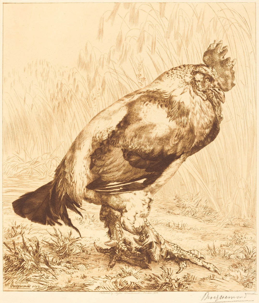Az Öreg Kakas alkotó: Felix Bracquemond