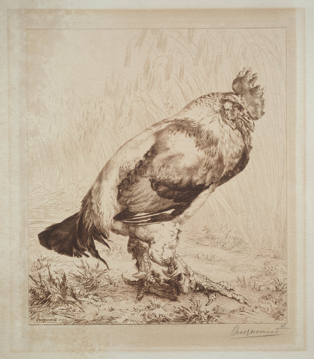 Az Öreg Kakas alkotó: Felix Bracquemond