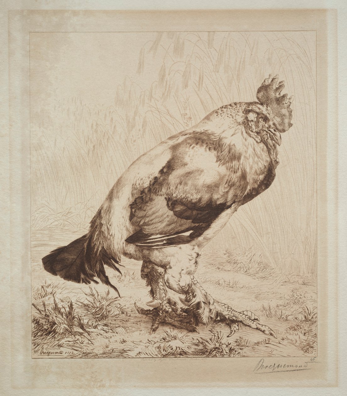 Az öreg kakas, 1882. alkotó: Felix Bracquemond
