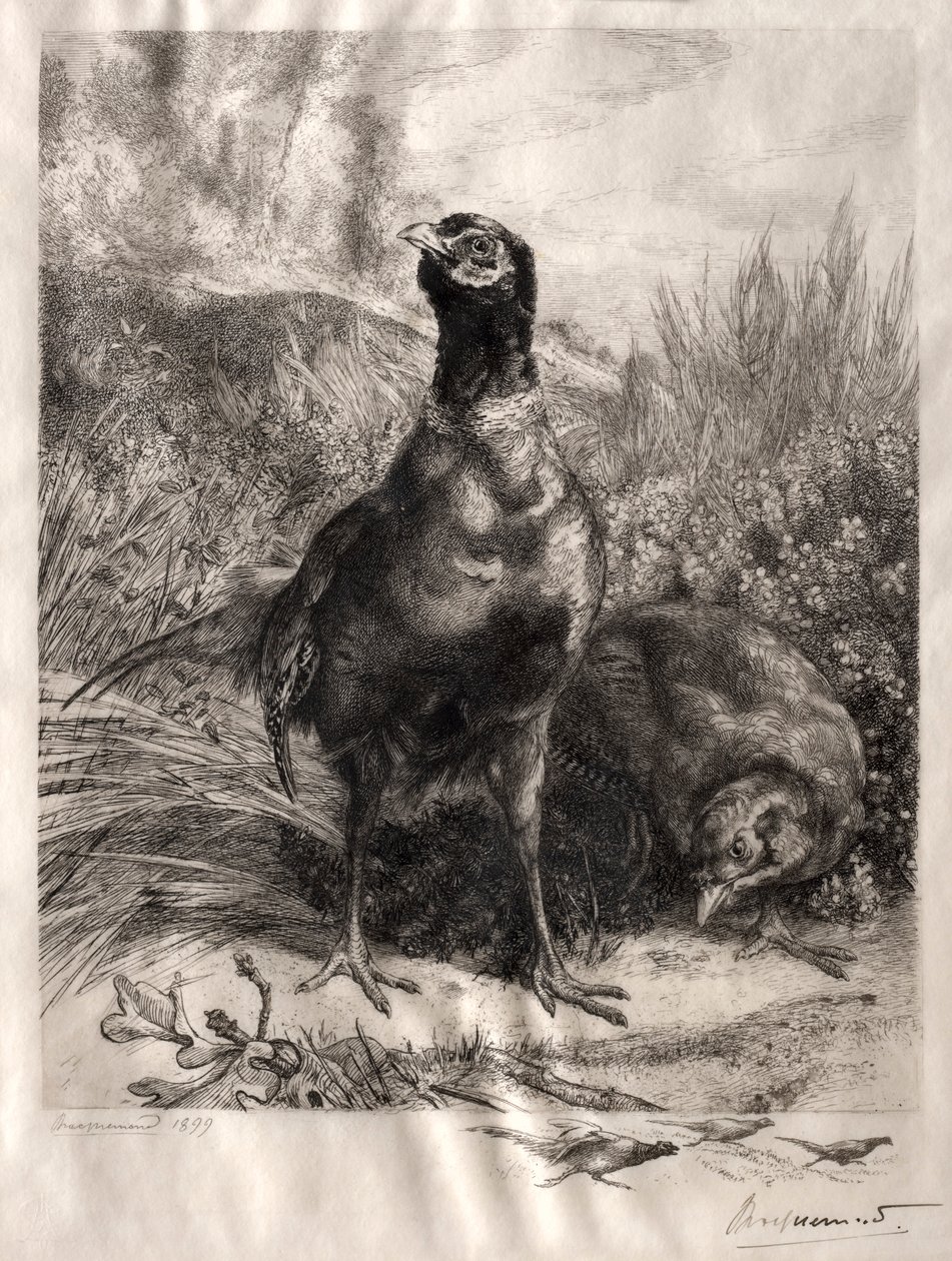A fácánok, 1899. alkotó: Felix Bracquemond