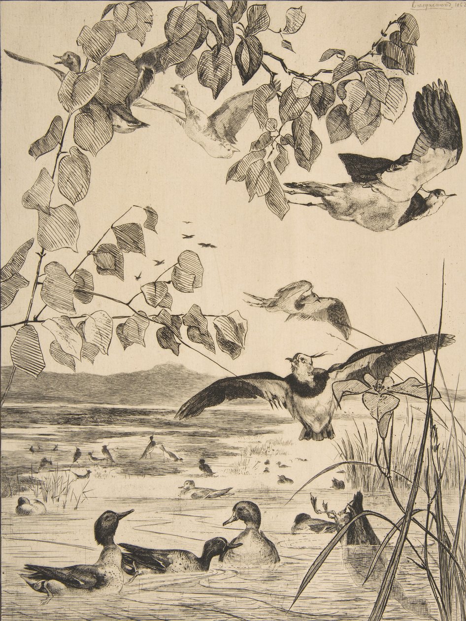 Lapwings and Sarcelles, 1862. alkotó: Felix Bracquemond