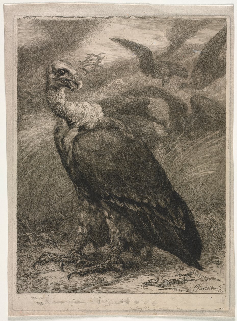 Keselyű, 1904. alkotó: Felix Bracquemond