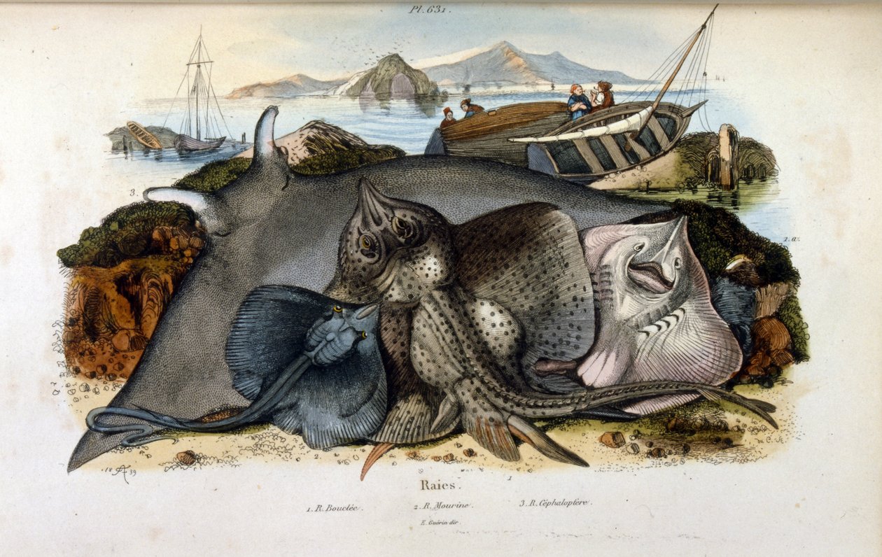 Manta Ray hal illusztrációja. (Felix-Edouard Guerin festői természettörténeti és természeti jelenségek szótárából készült kromolitográfiája alkotó: Felix Edouard Guerin