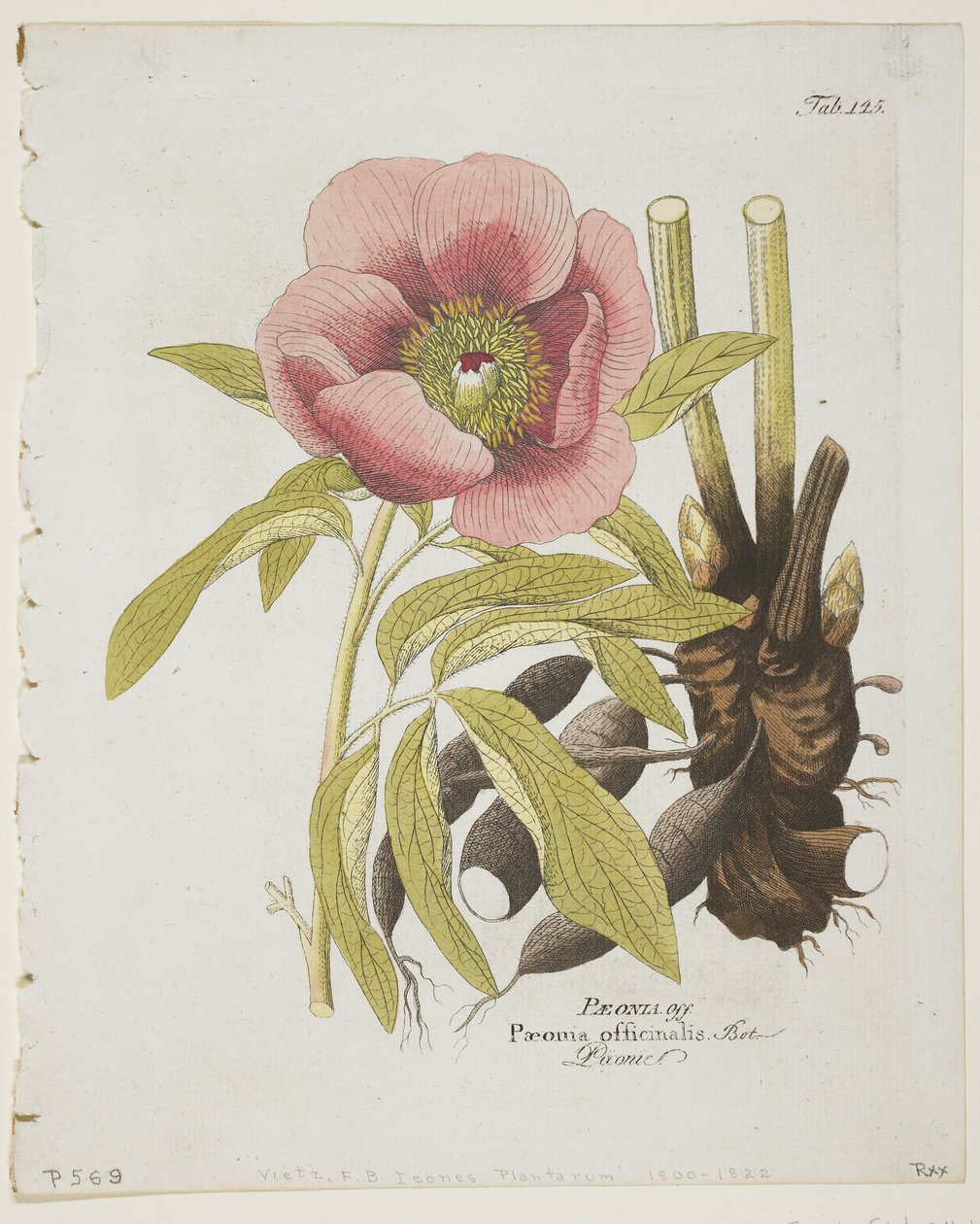 Paeonii, az Icons of Plants from Medico-Economic-Technology, azok gyümölcsök és felhasználási terület leírásából, 1804 (kézzel színezett metszet) alkotó: Ferdinand Bernhard Vietz