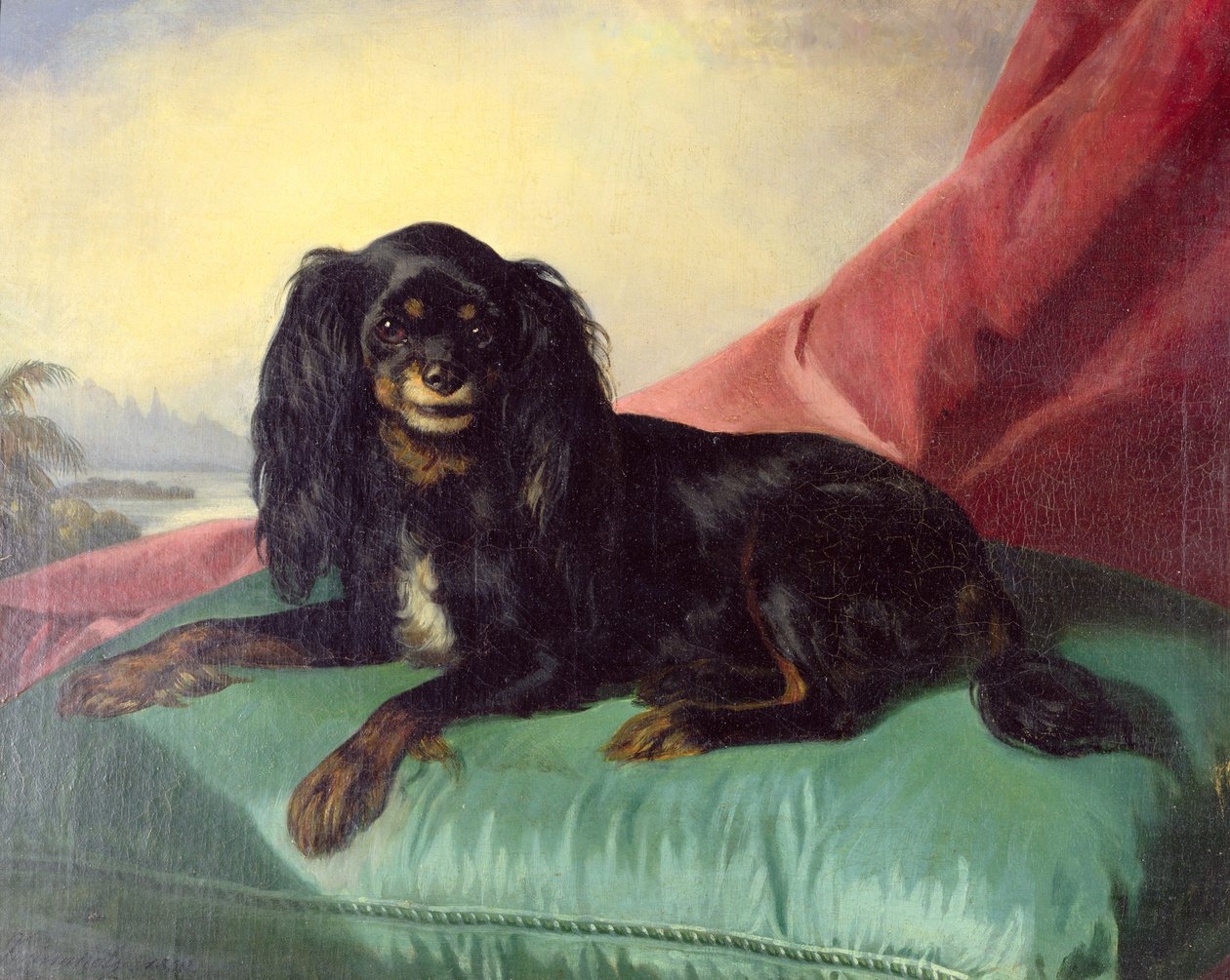 Károly király spániel zöld párnán alkotó: Ferdinand Krumholz