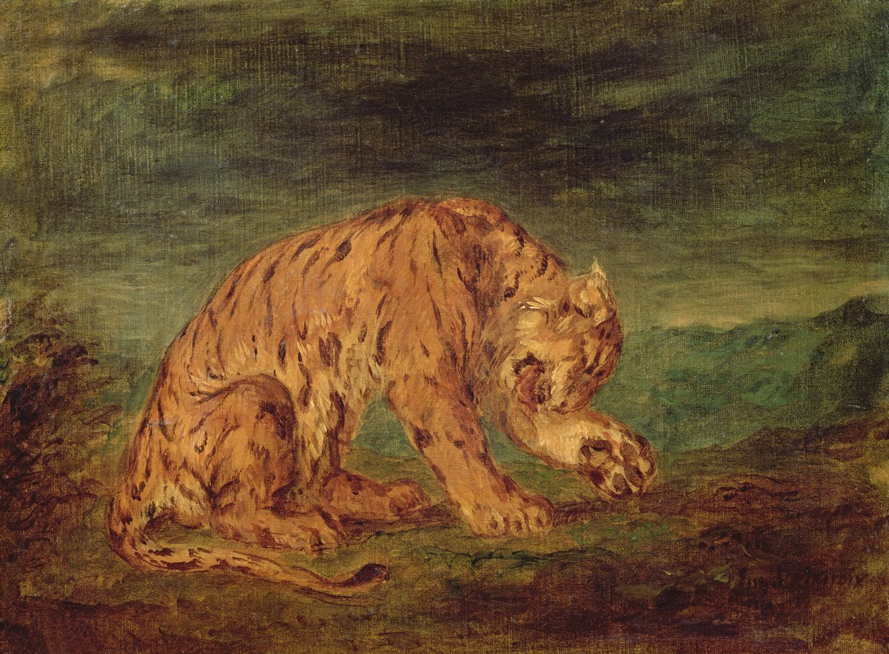 Tigris nyalogatja a mancsát alkotó: Ferdinand Victor Eugene Delacroix
