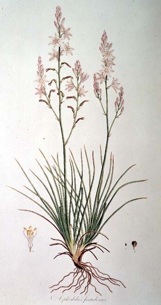 Asphodelus Fistulosus, a 
