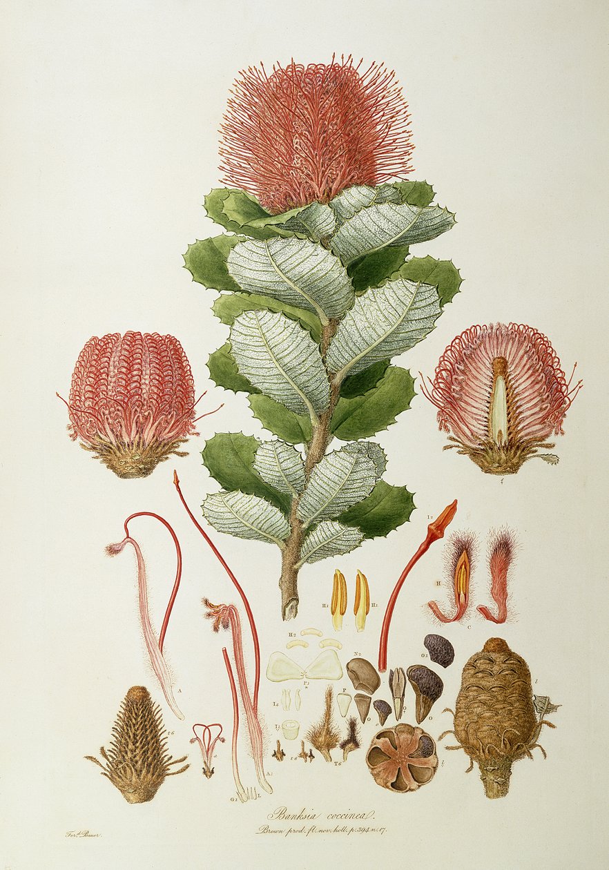 Banksia coccinea, az „Illustrations of Flora Novaie Hollandiae”, megjelent 1813 alkotó: Ferdinand Bauer