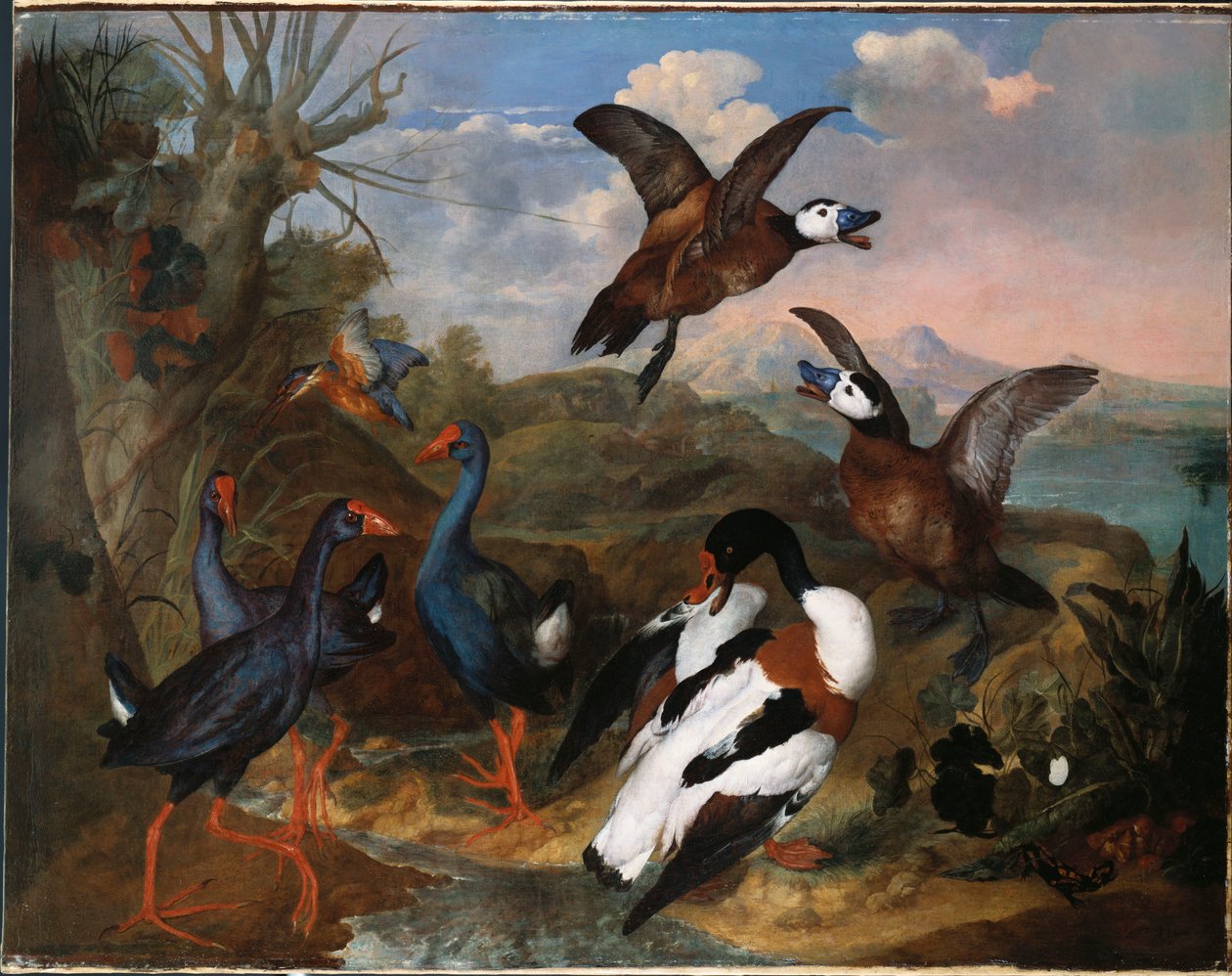 Kagylókacsák és más szárnyasok a tájban, 1720 alkotó: Ferdinand Phillip de Hamilton