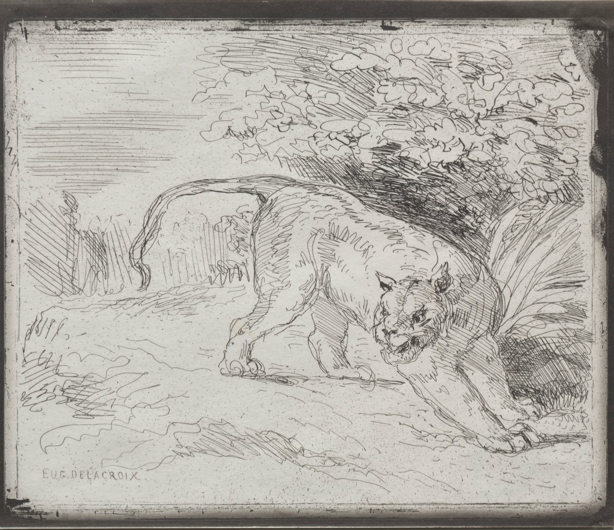 Egy csapdába esett tigris, 1854. alkotó: Ferdinand Victor Eugene Delacroix