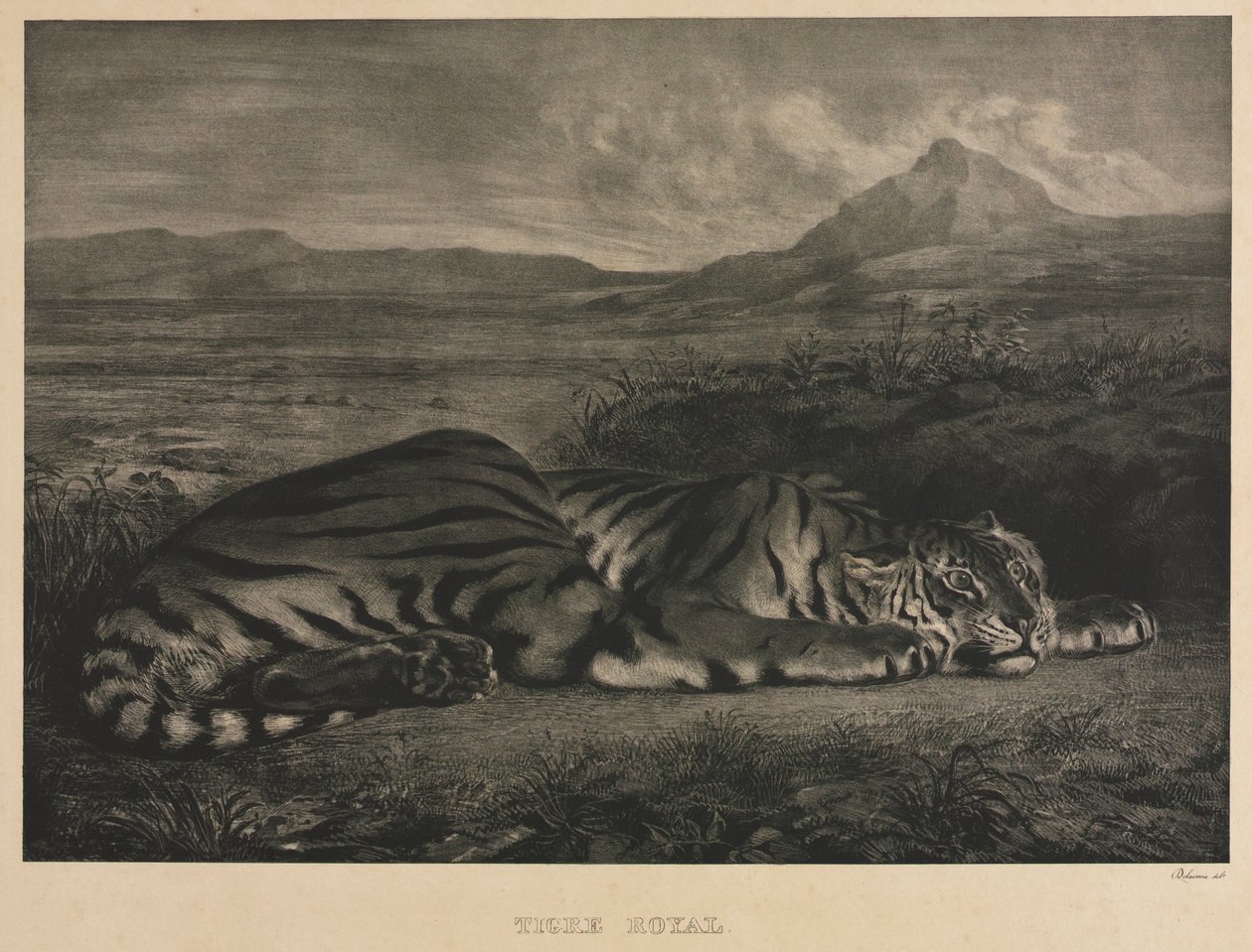 Királytigris, 1829. alkotó: Ferdinand Victor Eugene Delacroix
