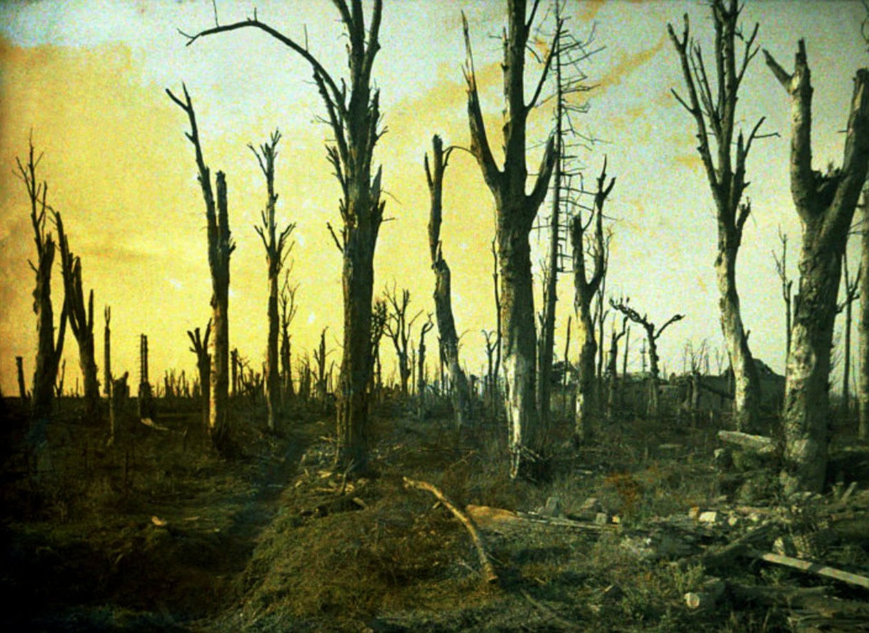 Csata során elpusztult fák, Chaulnes, Somme, Franciaország, 1917 (autokróm) alkotó: Fernand Cuville