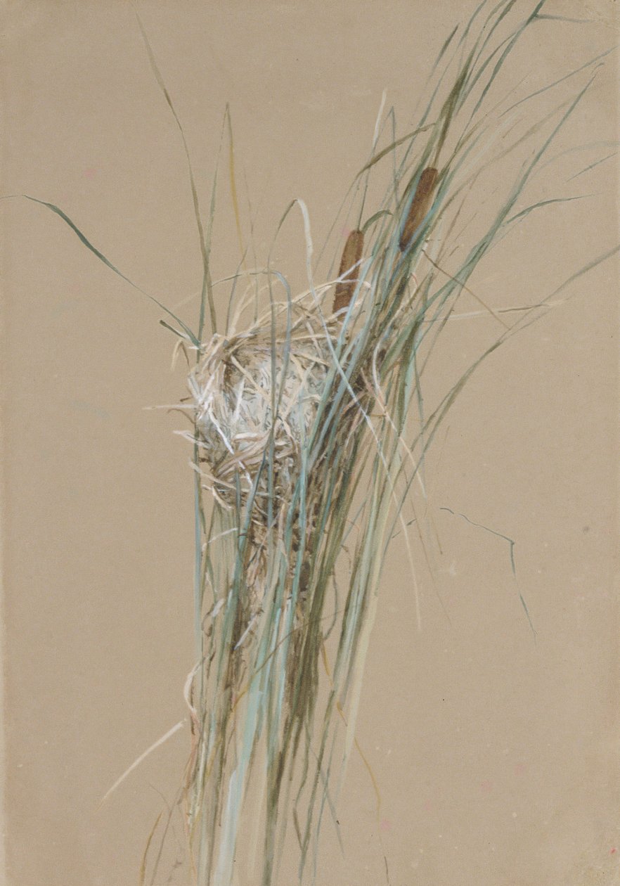 Madárfészek Cattailsben, kb. 1875. alkotó: Fidelia Bridges