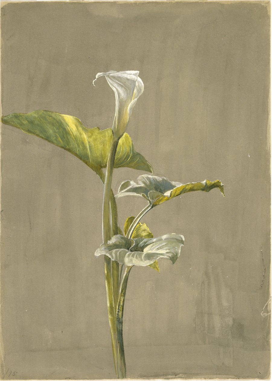 Calla Lily, 1875 (wc papíron) alkotó: Fidelia Bridges