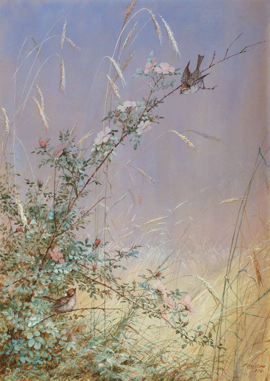 Vadrózsák a rozs között, 1874 (Wc és gouache, ceruza, papíron) alkotó: Fidelia Bridges