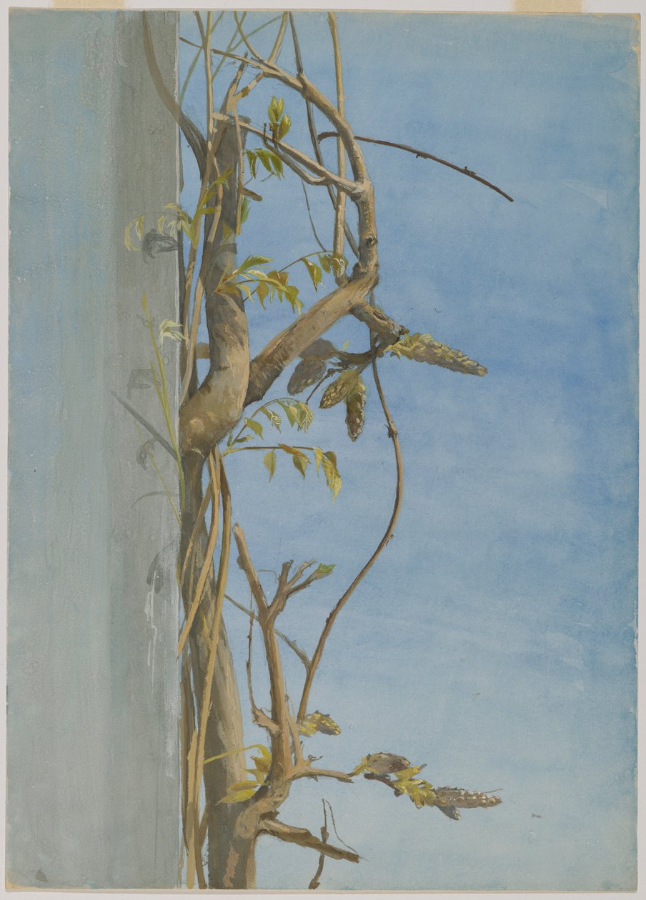 Wisteria a falon alkotó: Fidelia Bridges