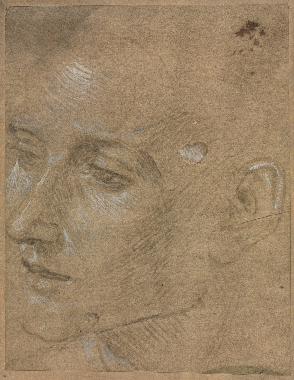 Egy fiatalember feje alkotó: Filippino Lippi