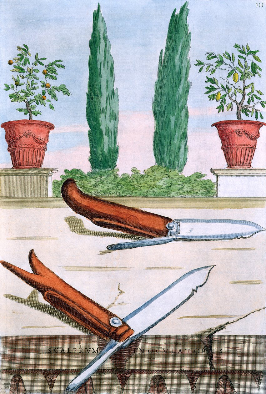 Kertészeti kés, Giovanni Battista Ferrari „Hesperides” című művéből, Camillo Congio metszete (fl.1630), megjelent 1646 alkotó: Filippo Gagliardi